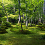 京都の祇王寺の見どころ!平家物語の歴史と新緑の青もみじを写真で紹介