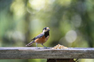 京都の宇治の朝日山は最高の野鳥スポット!ヤマガラの楽園まで山登り